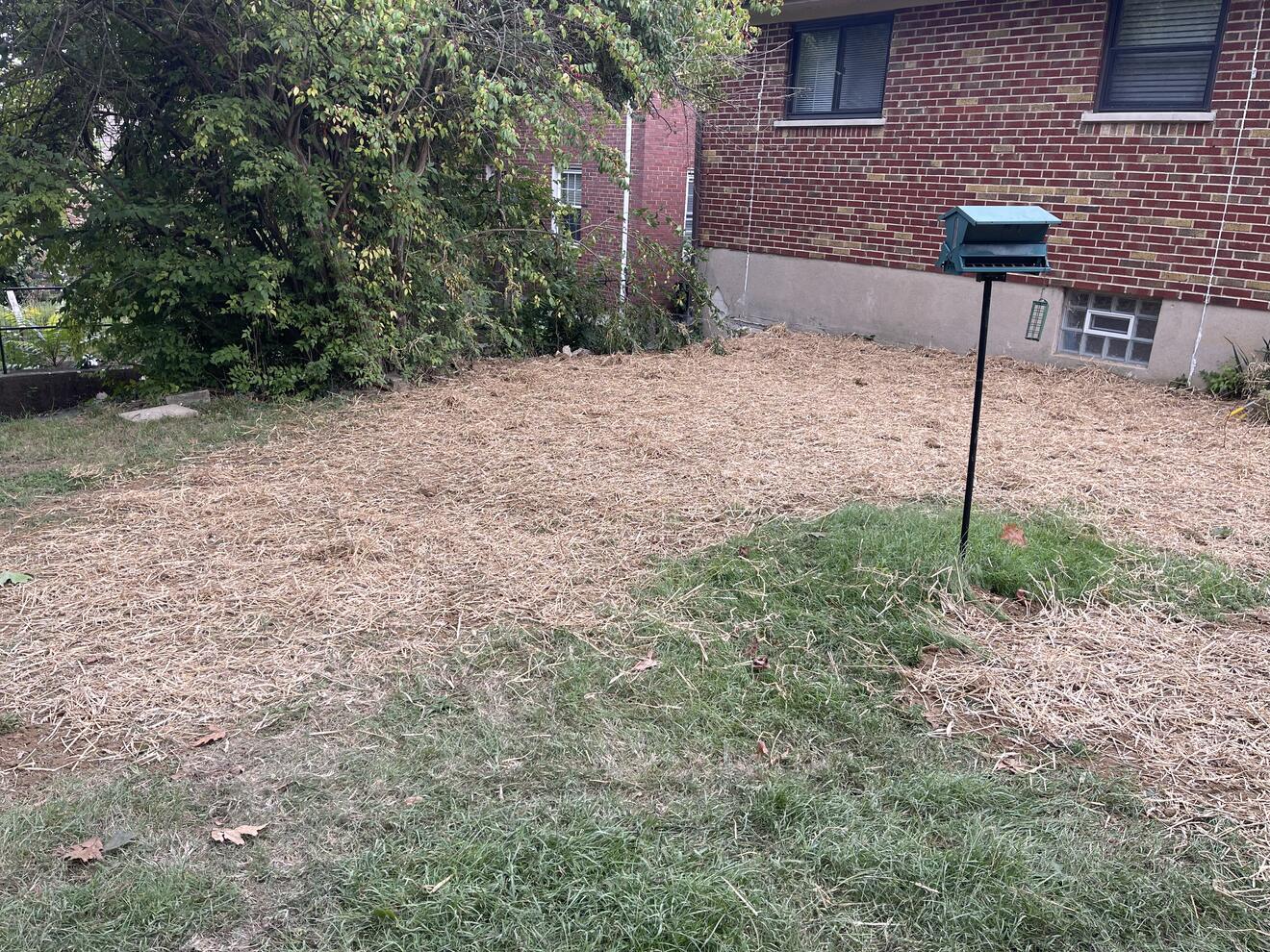 Back of a brick house with the soil regraded away from the foundation wall, seeded and covered in straw